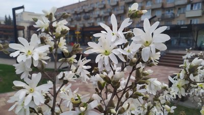 Магнолія у Черкасах Магнолія у Черкасах