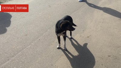 В Нових Санжарах закінчився період обсервації В Нових Санжарах закінчився період обсервації