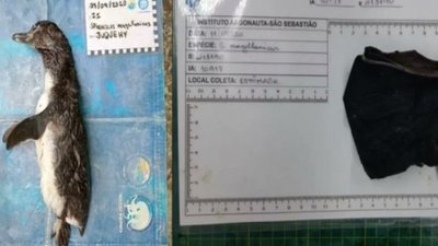 Проковтнув респіратор. На узбережжі Бразилії знайшли мертвого пінгвіна
