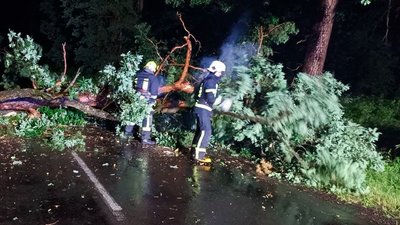 На Волині вітер повалив дерева на авто, зачепило будинки