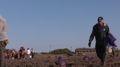 На Черкащині вирощують картоплю На Черкащині вирощують картоплю