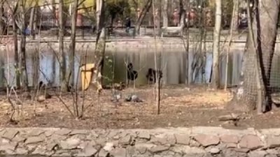 У міський парк Івано-Франківська повернулися лебеді У міський парк Івано-Франківська повернулися лебеді