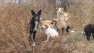 Жителі одного з мікрорайонів Миколаєва скаржаться на зграю собак