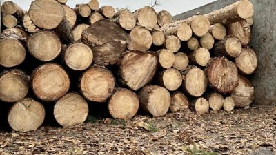 Збитки держави перевищили 6,4 млн грн: на Волині судитимуть 15 чоловіків, яких підозрюють у вирубці лісу Збитки держави перевищили 6,4 млн грн: на Волині судитимуть 15 чоловіків, яких підозрюють у вирубці лісу