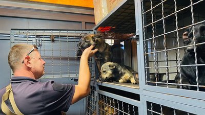 У Покровську стерилізують та вакцинують безпритульних собак У Покровську стерилізують та вакцинують безпритульних собак
