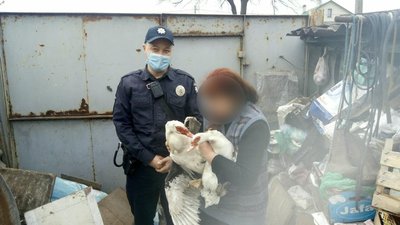 "Побачив легку наживу": на Харківщині у жінки сусід викрав двох качок, яких потім намагався продати "Побачив легку наживу": на Харківщині у жінки сусід викрав двох качок, яких потім намагався продати
