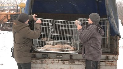 "Одна собака може привести десять цуценят": у місті на Черкащині стерилізують тварин "Одна собака може привести десять цуценят": у місті на Черкащині стерилізують тварин