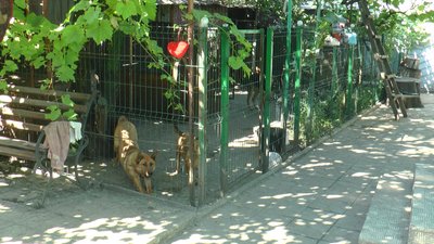 Притулок тварини собаки волонтери Добропілля Донецька область Притулок тварини собаки волонтери Добропілля Донецька область
