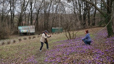 На Закарпатті квітнуть шафрани На Закарпатті квітнуть шафрани
