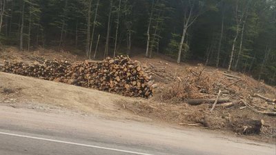 вирубка лісів, Жовта стрічка, Ялта, Севастополь, будівництво дороги