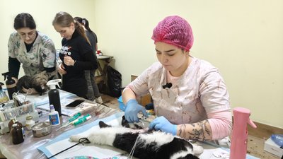 Бездомні тварини у Первомайську: акція зі стерилізації та гуманного відлову Бездомні тварини у Первомайську: акція зі стерилізації та гуманного відлову