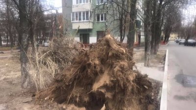 У Чернігові дерево впало на жінку. Її забрала «швидка»