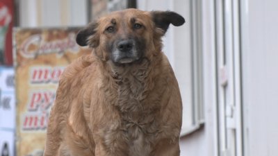У Городищі місцевого жителя покусали собаки