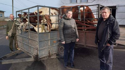Корови на Чернігівщині: багатодітним родинам передали племінних нетелей у рамках програми