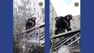 Кота врятовано: черкаські рятувальники зняли тварину з високого дерева