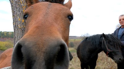 У заповіднику на Вінниччині розводять диких коней