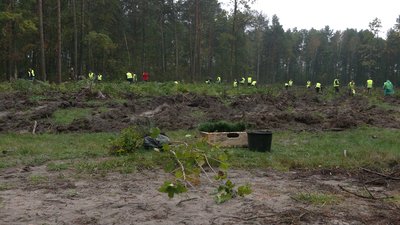 215 тисяч дерев: на Рівненщині долучились до всеукраїнської акції озеленення 215 тисяч дерев: на Рівненщині долучились до всеукраїнської акції озеленення