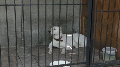 Жителі мікрорайону Чернівців підозрюють, що їх собак отруїли. СУСПІЛЬНЕ | ВІДЕОНОВИНИ
