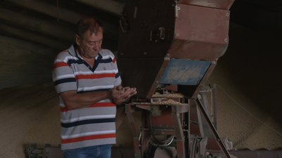 На Черкащині розпочали збирати врожай гречки На Черкащині розпочали збирати врожай гречки