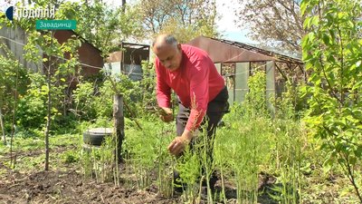 Владислав Бігун розповідає, що знайшов відомості про спаржу в підручнику з садівництва 1901 року Владислав Бігун розповідає, що знайшов відомості про спаржу в підручнику з садівництва 1901 року