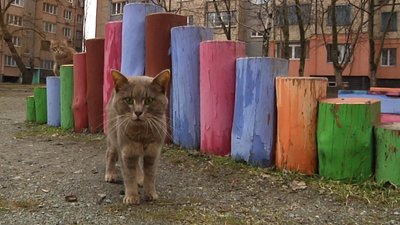 Криворізьких котів визнали частиною екосистеми міста