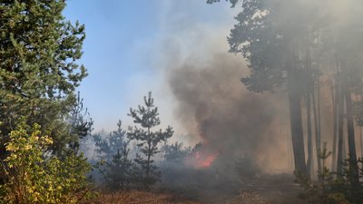 Лісові пожежі на Полтавщині