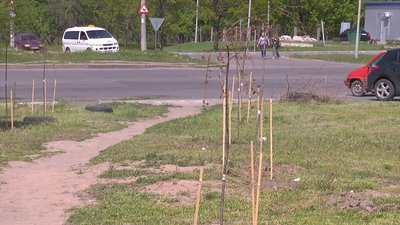 У Миколаєві невідомі викрали саджанці сакури У Миколаєві невідомі викрали саджанці сакури