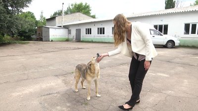 У Житомирі зростуть ціни на послуги комунального Центру захисту тварин У Житомирі зростуть ціни на послуги комунального Центру захисту тварин