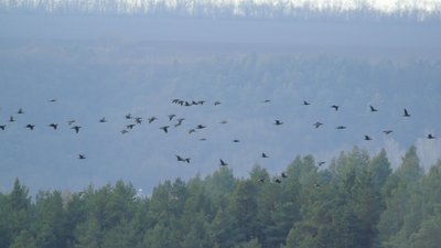 птахи, дністровський каньйон, бьордвочинг, природа