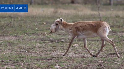 На Чернігівщині вперше за багато століть народилося сайгаченя