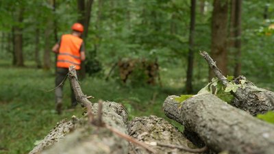На Кіровоградщині заготовляють дрова на зиму. Які ціни та попит На Кіровоградщині заготовляють дрова на зиму. Які ціни та попит