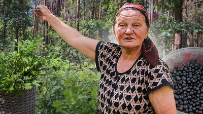 Як на рівненському Поліссі збирають чорниці