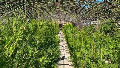 На Вовчанщині попри обстріли продовжують вирощувати ліс На Вовчанщині попри обстріли продовжують вирощувати ліс