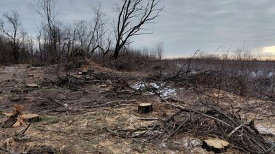 вирубка лісу на Дніпропетровщині, 14 млн грн збитків,  чорні лісоруби, збут лісу