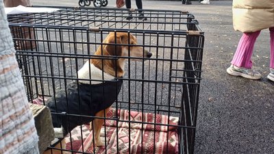Виставка безпритульних тварин у Чернівцях