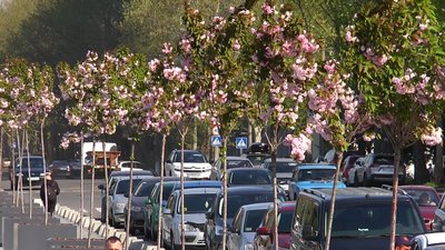 У центрі Миколаєва продовжують квітнути сакури У центрі Миколаєва продовжують квітнути сакури