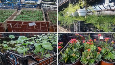 В оранжереї кропивницького комунального підприємства вирощують квіти для клумб міста В оранжереї кропивницького комунального підприємства вирощують квіти для клумб міста