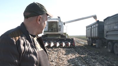 Качани вдвічі менші: черкаський фермер розповів про урожай кукурудзи