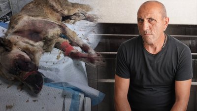 Суд, тварини, Василь Клюса