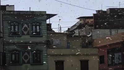 Сарана в Індії Сарана в Індії