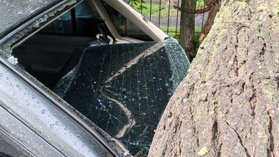 Гниле коріння: чому в Луцьку під час негоди впало дерево на авто Гниле коріння: чому в Луцьку під час негоди впало дерево на авто