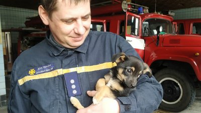 Надзвичайники дістали цуценя, яке застрягло у підвалі багатоповерхівки, та залишили собі Надзвичайники дістали цуценя, яке застрягло у підвалі багатоповерхівки, та залишили собі