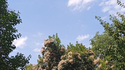 Ужгород, ботсад