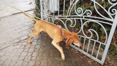 В Ужгороді невідомі отруїли двох собак. Що про це кажуть містяни та представники влади