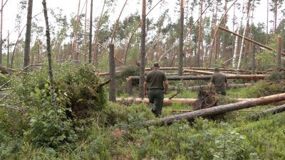 Ламало, як сірники: як буревій понівечив рівненські ліси та як рахують збитки