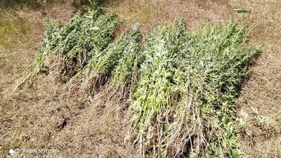 На Херсонщині прикордонники знайшли поле конопель На Херсонщині прикордонники знайшли поле конопель