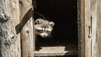Одеські зоозахисники врятували та передали до зоопарку єнота-полоскуна Сєню Одеські зоозахисники врятували та передали до зоопарку єнота-полоскуна Сєню