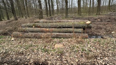 Знищення дубів на 1,6 млн грн: на Закарпатті екскпосадовцю повідомили про підозру