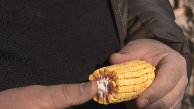 Качани вдвічі менші: черкаський фермер розповів про урожай кукурудзи