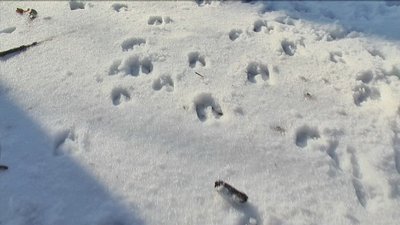 Звірів побільшало: на Вінниччині завершили підрахунок диких тварин Звірів побільшало: на Вінниччині завершили підрахунок диких тварин